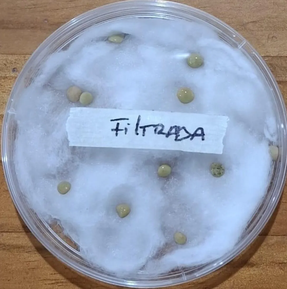 Placa Petri agua filtrada día 4 con semillas germinadas