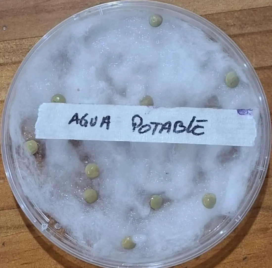 Placa Petri agua potable día 4 con semillas germinadas