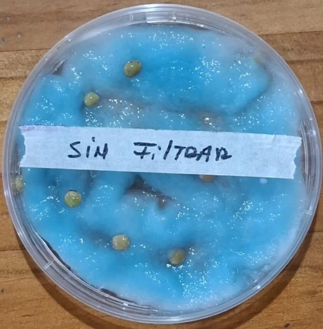 Placa Petri agua sin filtrar día 4 con menos germinación